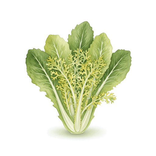 Chicorée, scarole et frisée
